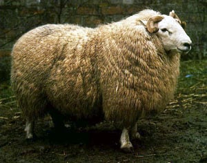 Brecknock Hill Cheviot sheep
