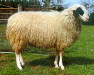 Brillenschaf sheep