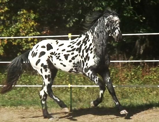 British Appaloosa horse