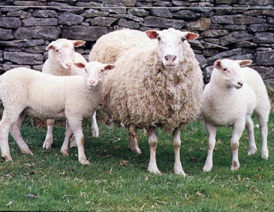 British Milk sheep