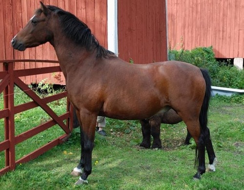 British Riding pony