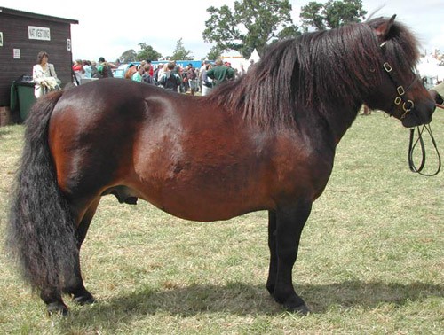 British Shetland pony