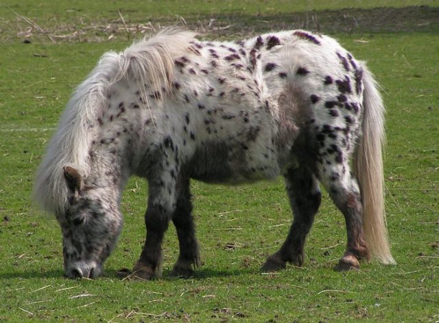 British Spotted pony