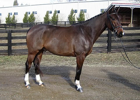 British Warmblood Horse