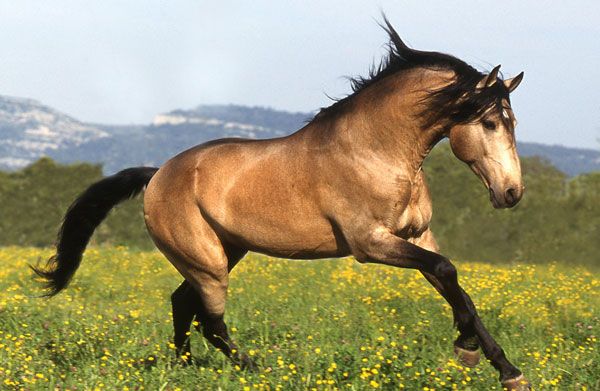 Buckskin horse