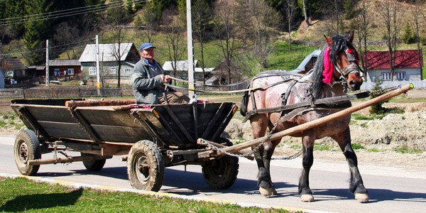 Bucovina horse