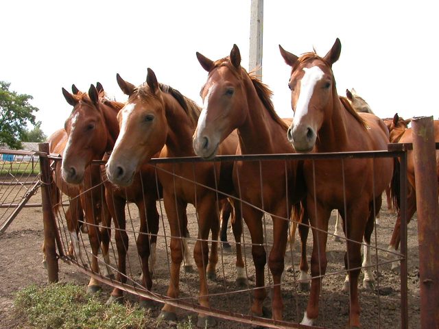 Budyonny horse