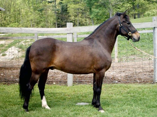 Buohai horse