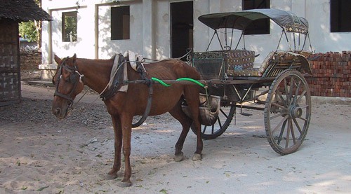 Burmese pony