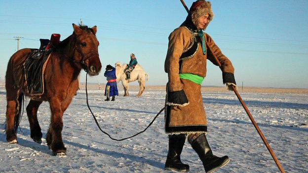 Buryat horse