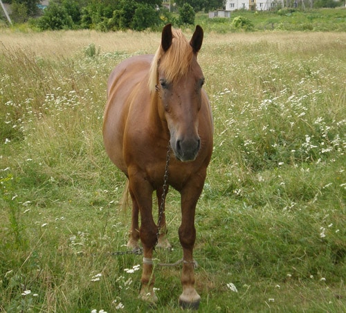 Byelorussian Harness horse