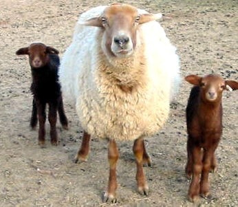 California Red sheep