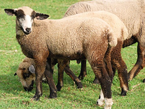 California Variegated Mutant sheep