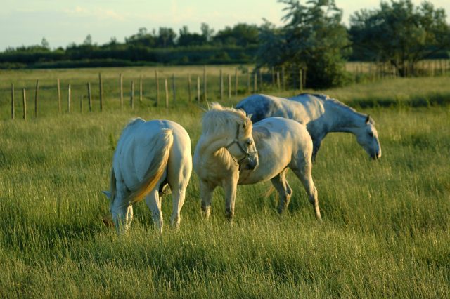 Camargue horse