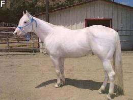 Camarillo White horse