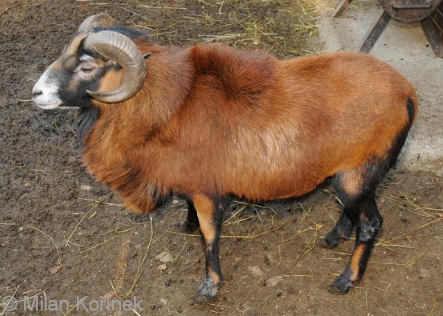 Cameroon sheep