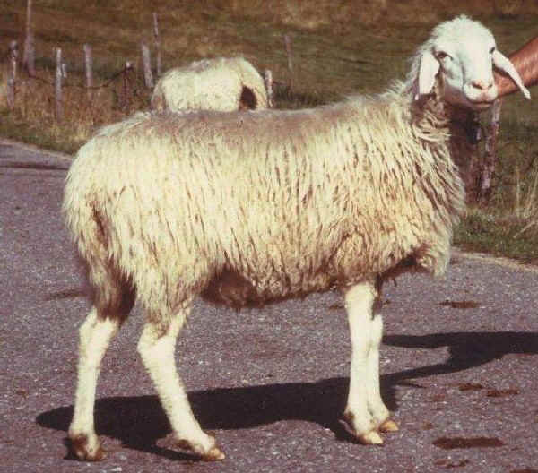 Campanian Barbary sheep