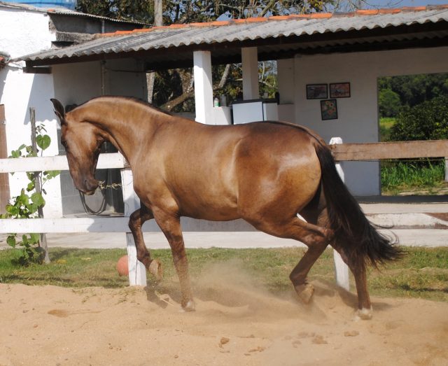 Campolina horse
