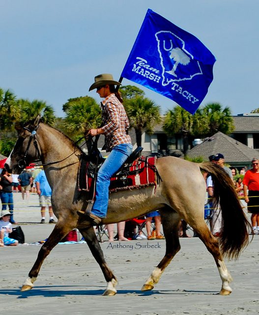 Carolina Marsh Tacky horse