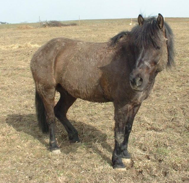 Carpathian pony