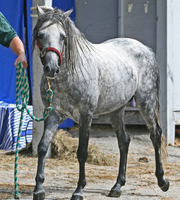 Caspian horse