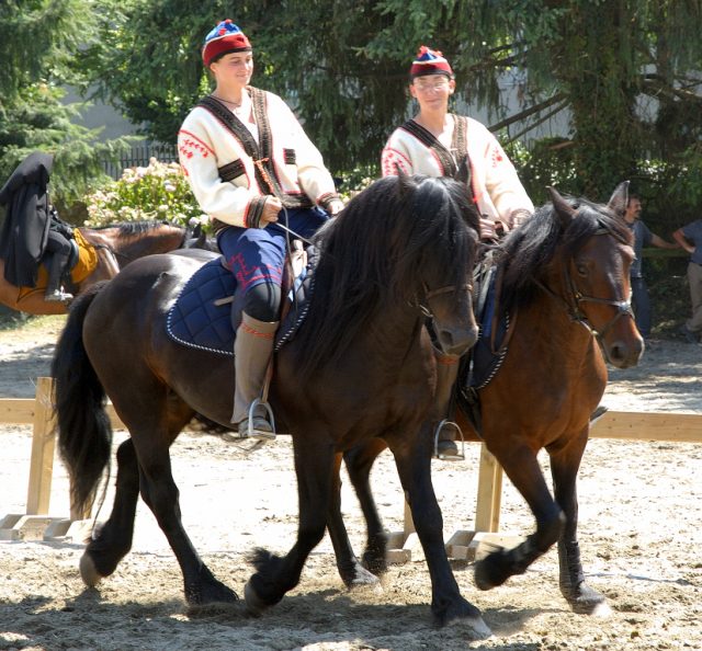 Castillonnais horse