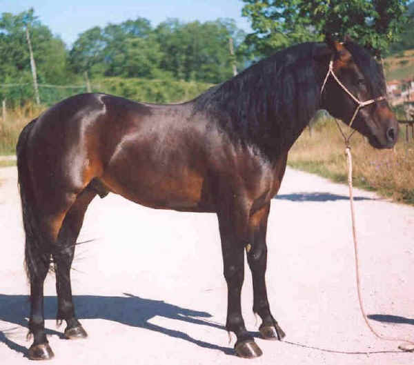 Catria horse