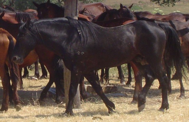 Cavallo Romano della Maremma Laziale horse