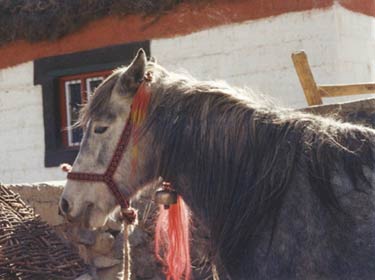 Chamurti pony