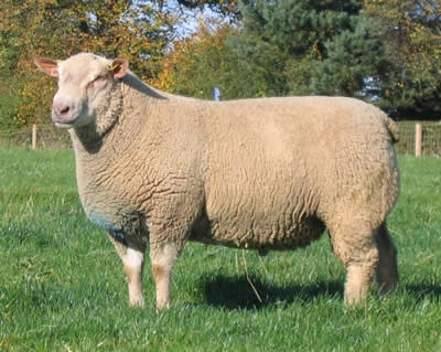 Charollais sheep