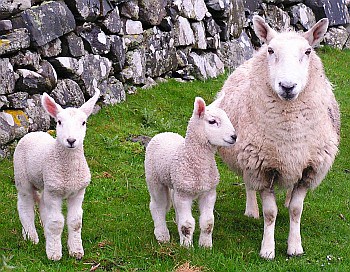 Cheviot sheep