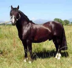 Chilean horse