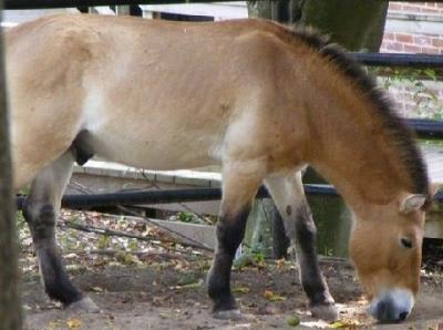 Chinese Mongolian horse