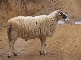 Chios sheep