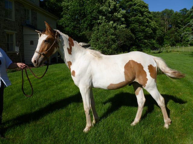 Choctaw horse