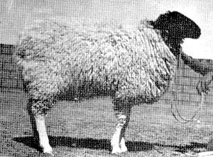 Cholistani sheep