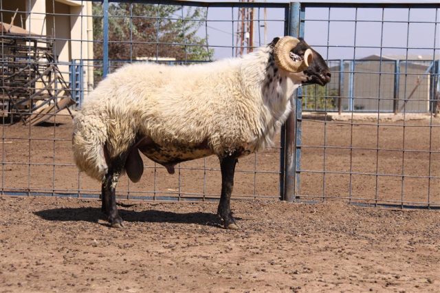 Cine Capari sheep