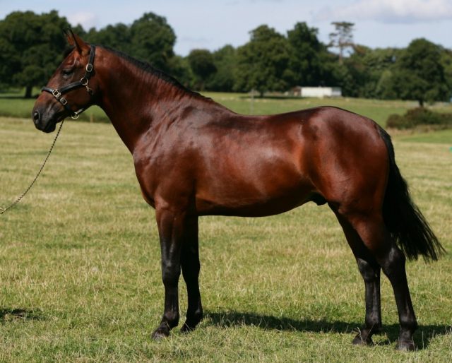 Cleveland Bay horse