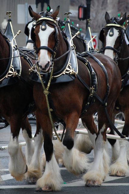 Clydesdale horse