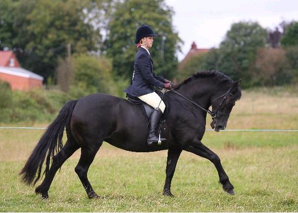 Cob horse