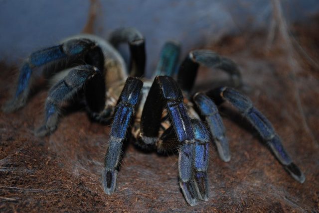 Cobalt Blue Tarantula
