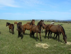 Coffin Bay pony