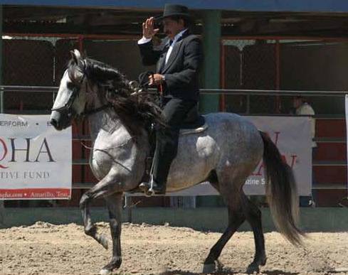 Colombian Criollo horse