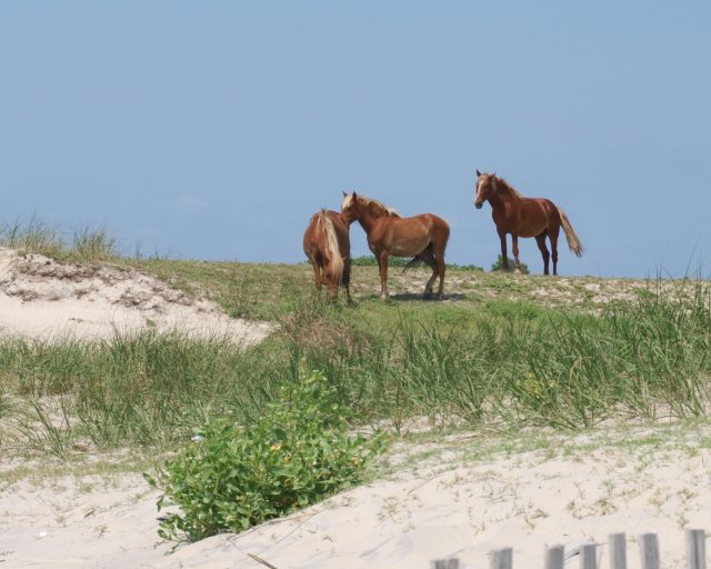 Colonial Spanish horse