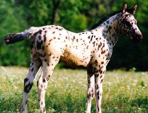 Colorado Ranger horse