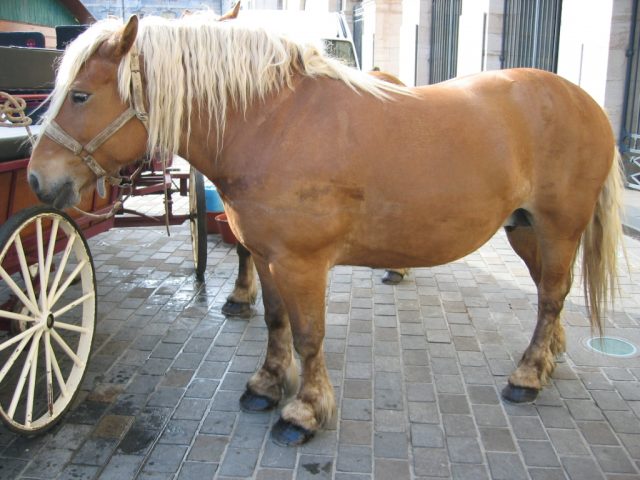 Comtois horse