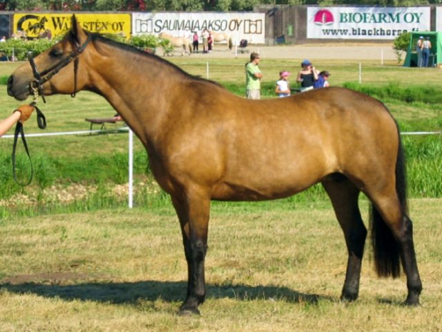 Connemara pony