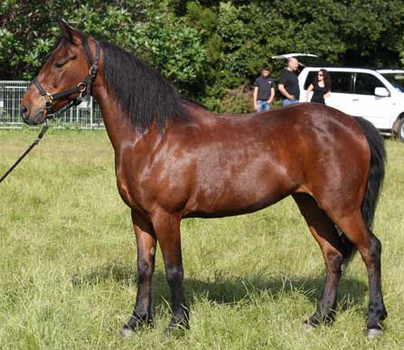Corsican horse