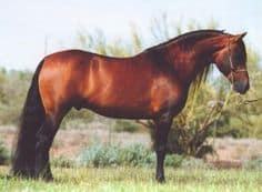Costa Rican Saddle horse