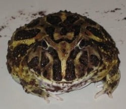 Chaco Horned Frog